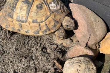 Tortoises kaufen und verkaufen Photo: 5 weibliche Griechische Landschildkröten mit Papieren abzugeben Tortoises kaufen und verkaufen Photo: 5 weibliche Griechische Landschildkröten mit Papieren abzugeben