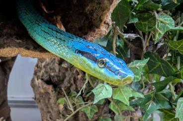 Snakes kaufen und verkaufen Photo: Asiatische Zügelnatter (Gonyosoma frenatum) Snakes kaufen und verkaufen Photo: Asiatische Zügelnatter (Gonyosoma frenatum)