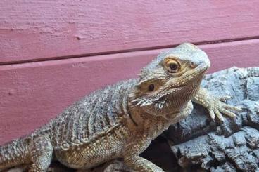 Bearded dragons kaufen und verkaufen Photo: Zwei Bartagamen in liebevolle Hände abzugeben (inkl. Zubehör) Bearded dragons kaufen und verkaufen Photo: Zwei Bartagamen in liebevolle Hände abzugeben (inkl. Zubehör)
