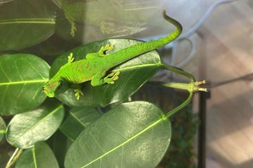 Geckos kaufen und verkaufen Foto: 2 Phelsuma grandis aus eigener Nachzucht Geckos kaufen und verkaufen Foto: 2 Phelsuma grandis aus eigener Nachzucht