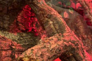 Geckos kaufen und verkaufen Photo: Leopardengecko Männchen ca 3 Jahre alt. Geckos kaufen und verkaufen Photo: Leopardengecko Männchen ca 3 Jahre alt.
