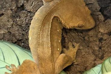 Geckos kaufen und verkaufen Photo: Kronengecko Männchen Buckskin Patternless aus Oktober 2024 Geckos kaufen und verkaufen Photo: Kronengecko Männchen Buckskin Patternless aus Oktober 2024