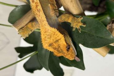 Geckos kaufen und verkaufen Photo: Kronengecko Männchen – Tricolor Harlequin mit Pinstripe Geckos kaufen und verkaufen Photo: Kronengecko Männchen – Tricolor Harlequin mit Pinstripe