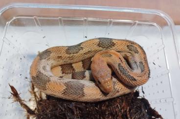 Nattern ungiftige kaufen und verkaufen Foto: 1.2 pituophis deppei jani Nattern ungiftige kaufen und verkaufen Foto: 1.2 pituophis deppei jani