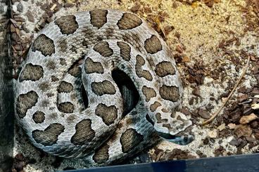 Schlangen kaufen und verkaufen Foto: 1,1 Sistrurus tergeminus edwardsi NZ 07/24