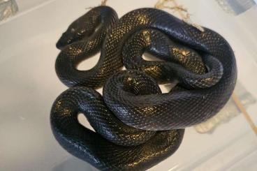 Nattern ungiftige kaufen und verkaufen Photo: Lamprophis Fuliginosus zu Abgabe Nattern ungiftige kaufen und verkaufen Photo: Lamprophis Fuliginosus zu Abgabe