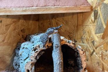 Geckos kaufen und verkaufen Photo: 3 Geckos mit Terrarium zu verkaufen Geckos kaufen und verkaufen Photo: 3 Geckos mit Terrarium zu verkaufen