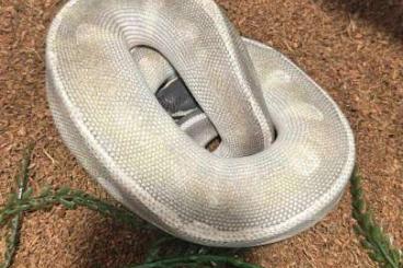 Königspythons kaufen und verkaufen Foto: Couple Python regius prêt Top générique Königspythons kaufen und verkaufen Foto: Couple Python regius prêt Top générique
