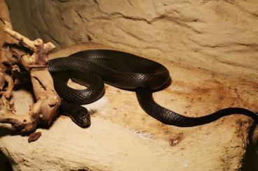 Nattern ungiftige kaufen und verkaufen Photo: Schwarze Mexiko Königsnatter (Lampropeltis getula nigrita) Nattern ungiftige kaufen und verkaufen Photo: Schwarze Mexiko Königsnatter (Lampropeltis getula nigrita)