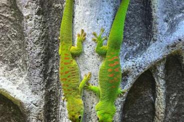 Geckos kaufen und verkaufen Photo: 1.3 Gruppe Phelsuma Grandis mit Terrarium Komplett Anlage Geckos kaufen und verkaufen Photo: 1.3 Gruppe Phelsuma Grandis mit Terrarium Komplett Anlage