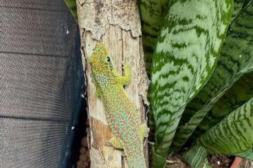 Geckos kaufen und verkaufen Photo: Phelsuma Borbonica Borbonica St. Suzanne 0.1 Geckos kaufen und verkaufen Photo: Phelsuma Borbonica Borbonica St. Suzanne 0.1