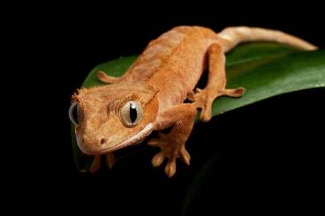 Geckos kaufen und verkaufen Foto: 2 Kronengeckos inklusive Terrarium & Einrichtung Geckos kaufen und verkaufen Foto: 2 Kronengeckos inklusive Terrarium & Einrichtung