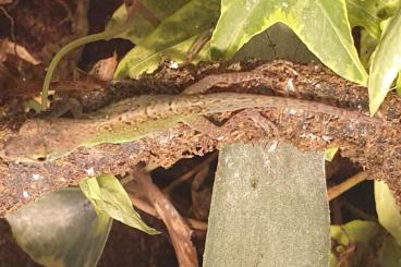 Echsen kaufen und verkaufen Foto: Anolis Rocket Summus Nachzucht v. 23.5.25 Echsen kaufen und verkaufen Foto: Anolis Rocket Summus Nachzucht v. 23.5.25