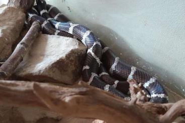 Nattern ungiftige kaufen und verkaufen Photo: Verkaufe Kalifornische Kettennatter Nattern ungiftige kaufen und verkaufen Photo: Verkaufe Kalifornische Kettennatter