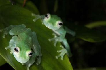 Frösche  kaufen und verkaufen Foto: Glass frogs (Glasfrösche) 100% offspring: Teratohyla pulverata
