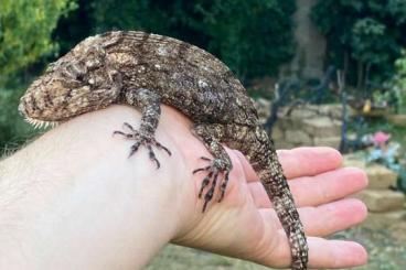 Echsen  kaufen und verkaufen Foto: Anolis Chamaeleolis barbatus