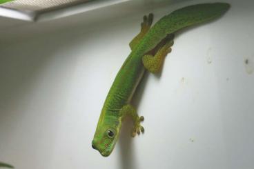 Geckos kaufen und verkaufen Foto: 1.1 Phelsuma serraticauda 