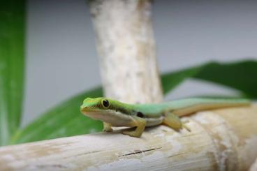 Geckos kaufen und verkaufen Photo: Biete für Hamm Phelsuma parva, Ostküste