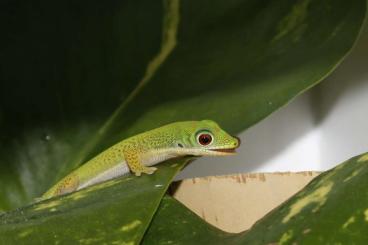 Geckos kaufen und verkaufen Photo: Phelsuma serraticauda 0.3 aus Juli 2021
