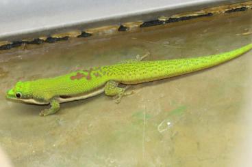 Geckos kaufen und verkaufen Photo: Phelsuma lineata bombetokensis 1.4.x