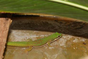 Geckos kaufen und verkaufen Photo: Phelsuma lineata bombetokensis 