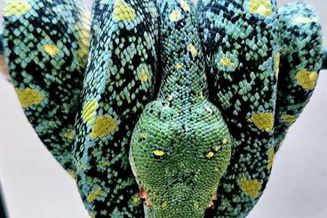 Pythons kaufen und verkaufen Photo: 1.1 Morelia viridis Nz 23