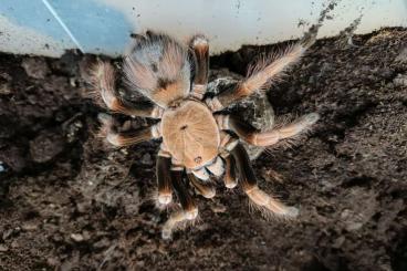- bird spiders kaufen und verkaufen Photo: Biete für Versand oder Abholung: