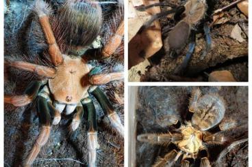 - bird spiders kaufen und verkaufen Photo: Biete für Hamm, Versand oder Abholung: