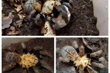 - bird spiders kaufen und verkaufen Photo: Biete für Hamm oder Exotica: