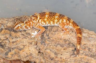 Geckos kaufen und verkaufen Foto: Chondrodactylus angulifer