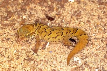 Geckos kaufen und verkaufen Foto: Cyrtodactylus (Geckoella) nebulosus