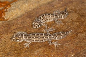 Geckos kaufen und verkaufen Photo: Hemidactylus imbricatus abzugeben