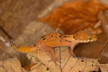 Geckos kaufen und verkaufen Foto: Geckoella yakhuna abzugeben