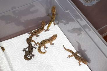 Geckos kaufen und verkaufen Photo: Cyrtodactylus (Geckoella) nebulosus