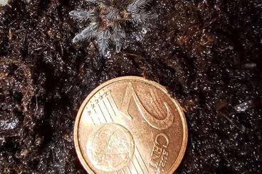 Spinnen und Skorpione kaufen und verkaufen Foto: Nachzucht 2023 Grammostola anthracina, Plesiopelma longisternale