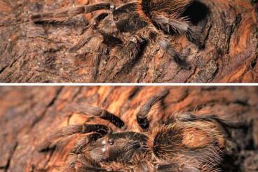 Spiders and Scorpions kaufen und verkaufen Photo:  Plesiopelma longisternale, Grammostola anthracina, M.robustum