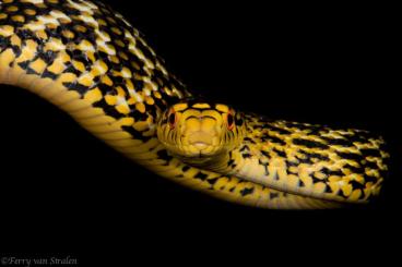 Snakes kaufen und verkaufen Photo: Elaphe carinata normal and albino T- available for Hamm