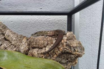 Lizards kaufen und verkaufen Photo: Verkaufe verschiedene Abronia 