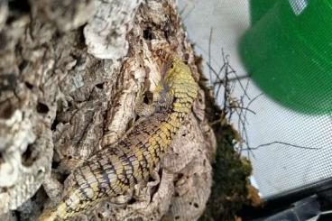 Echsen  kaufen und verkaufen Foto: Abronia Campbelli Baumschleiche 