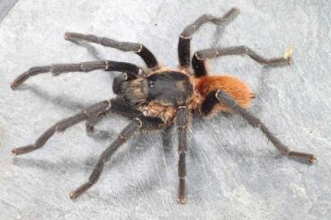 Spiders and Scorpions kaufen und verkaufen Photo: Rare Arachnids for shipping! Seltene Spinnentiere für den Versand!