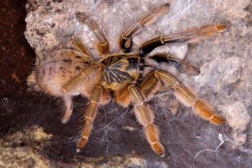 Spinnen und Skorpione kaufen und verkaufen Foto: New update! Rare arachnids for shipping or pickup.