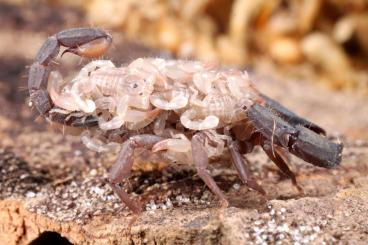 Scorpions kaufen und verkaufen Photo: Rare scorpions for shipping! Selte Skorpione für Versand!