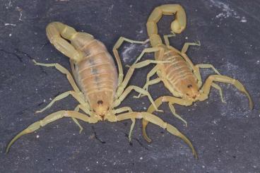 Spiders and Scorpions kaufen und verkaufen Photo: Rare scorpions, spiders and more! Selte Skorpione, Spinnen und mehr!