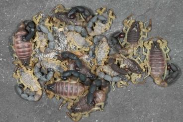 Spiders and Scorpions kaufen und verkaufen Photo: Rare scorpions,tarantulas,true spiders and more for Hamm.20% discount!