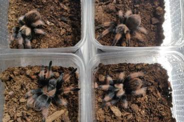 Spiders and Scorpions kaufen und verkaufen Photo: Bulks to Hamm! Tarantulas, Scorpions and more. LAST CHANCE!