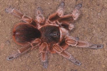 Spinnen und Skorpione kaufen und verkaufen Foto: Rare tarantulas and true spiders for Hamm.Preorders with 20% discount!