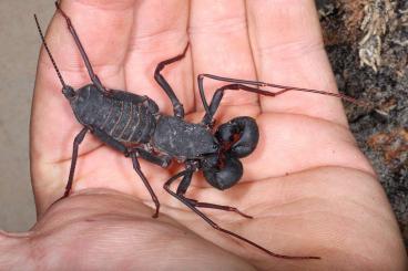 Spinnen und Skorpione kaufen und verkaufen Foto: Rare scorpions, whipspiders, whipscorpions and centipedes for Hamm!