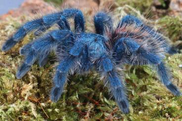 Spiders and Scorpions kaufen und verkaufen Photo: Caribena versicolor and Avicularia juruensis for sale