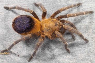 Spiders and Scorpions kaufen und verkaufen Photo: Males, females and breeding groups
