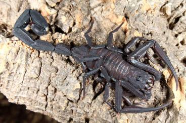 Spiders and Scorpions kaufen und verkaufen Photo: Rare scorpions for sale. 